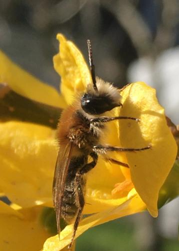 Andrena sp.